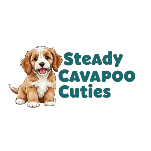 Steady Cavapoo Cuties